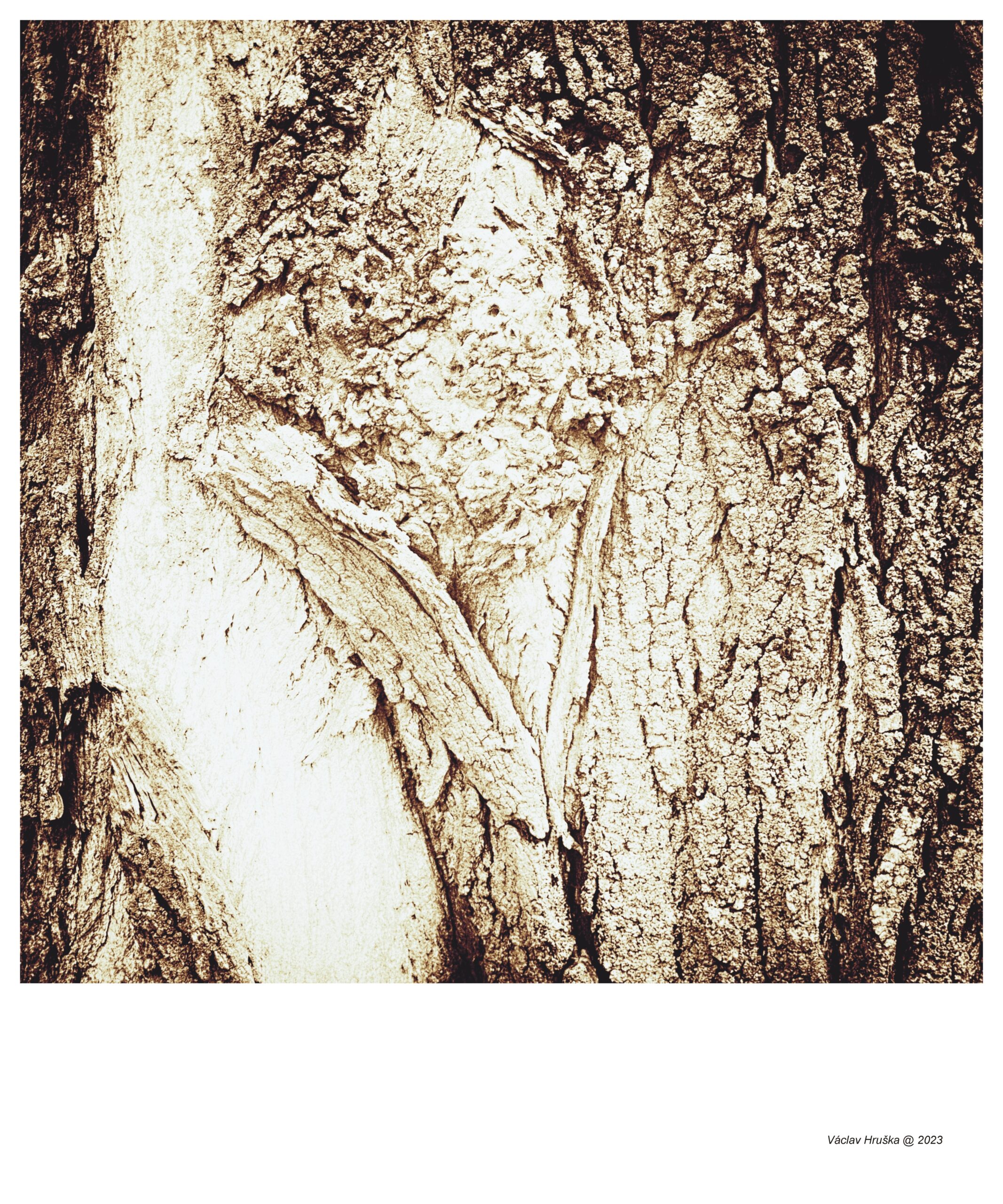 stromy 3 (abstrakce)